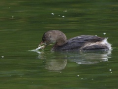 Gasterosteus aculeatus