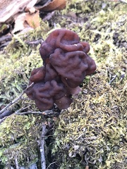 Gyromitra