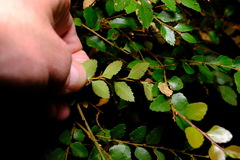Nothofagus cunninghamii