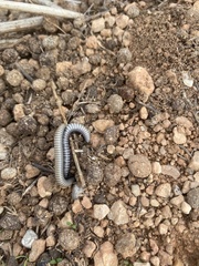 Ommatoiulus rutilans