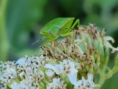 Chinavia marginata