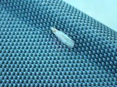 Trichocera annulata