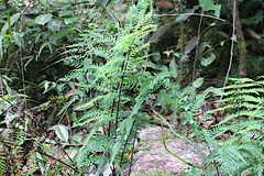 Pteridaceae