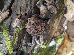 Ionomidotis irregularis