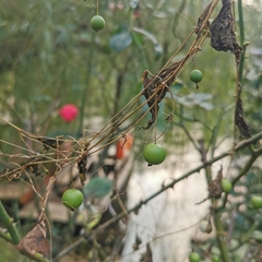 Zehneria japonica