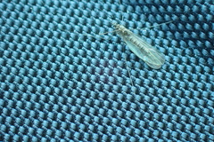 Trichocera annulata