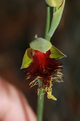 Calochilus pulchellus