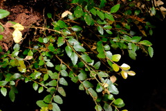 Nothofagus cunninghamii