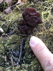 Gyromitra