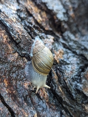 Bothriembryon tasmanicus