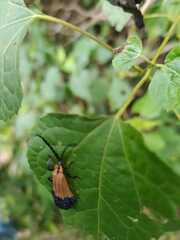 Calopteron terminale