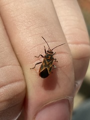 Graptostethus servus