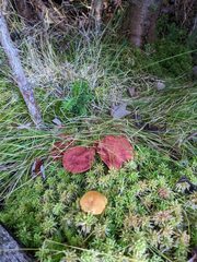Suillus paluster