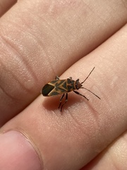 Graptostethus servus