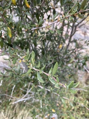 Cercocarpus ledifolius