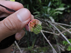 Bomarea edulis