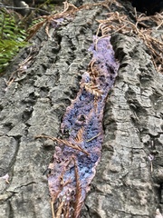 Punctularia atropurpurascens