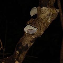 Auricularia nigricans