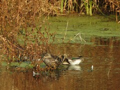 Anas crecca carolinensis