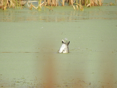 Anas crecca carolinensis