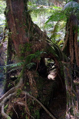 Nothofagus cunninghamii