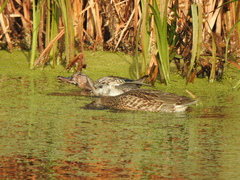 Anas crecca carolinensis