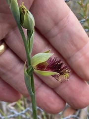 Calochilus pulchellus