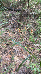 Rhynchospora corniculata