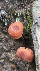Heimiomyces tenuipes