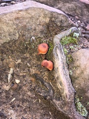 Heimiomyces tenuipes