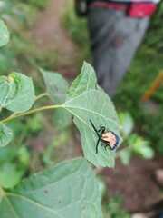 Calopteron terminale