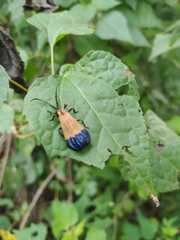 Calopteron terminale