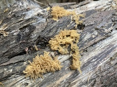 Arcyria obvelata