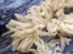 Arcyria obvelata