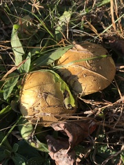 Suillus brevipes