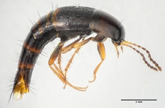 Nitidotachinus