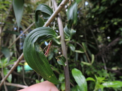 Bomarea edulis