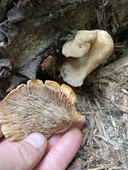 Crepidotus crocophyllus