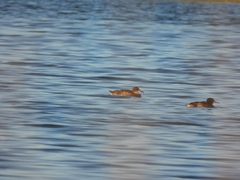 Heteronetta atricapilla