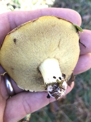 Suillus brevipes