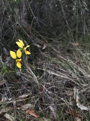 Diuris aurea