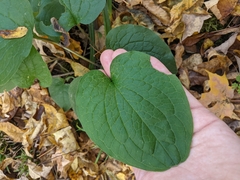 Smilax ecirrhata