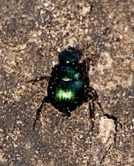 Canthon viridis