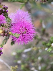 Melaleuca nesophila