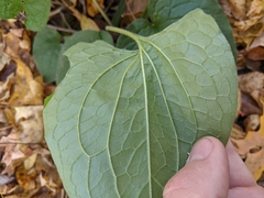 Smilax ecirrhata