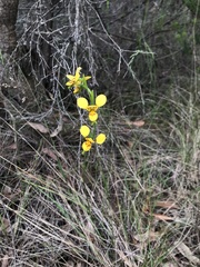 Diuris aurea