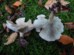 Clitocybe odora