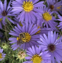 Callandrena