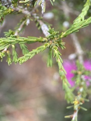 Melaleuca nesophila