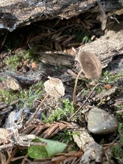 Collybiopsis villosipes